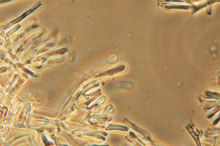 da determinare (Phanerochaete sordida)
